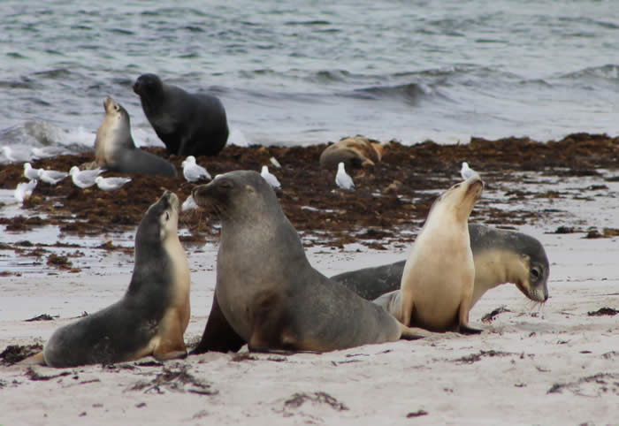 Seal Bay on Kangaroo Island
