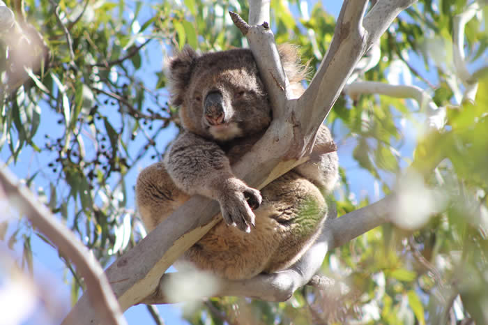 Sleepy koala