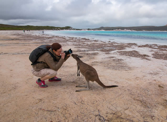 Friendly Kangaroo at Cape Le Grande National Park. Photo by Narelle Jenson